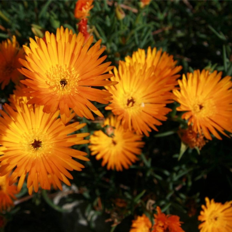 Trailing Ice Plant Lampranthus aurantiacus